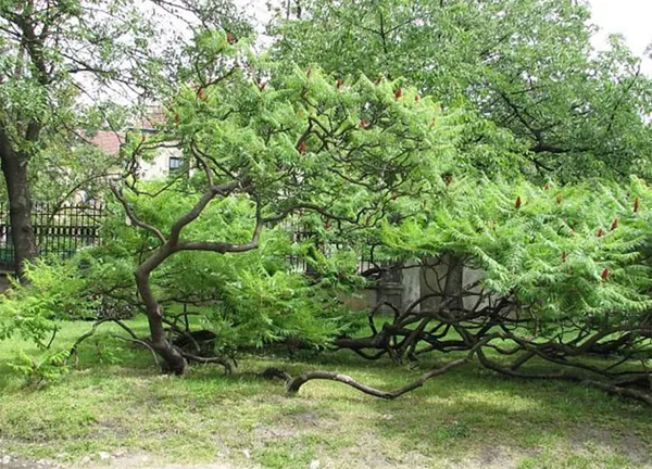 Выращивание сумаха оленерогого. Уксусное дерево фото. 5
