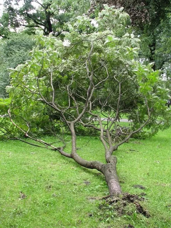 Выращивание сумаха оленерогого. Уксусное дерево фото. 9