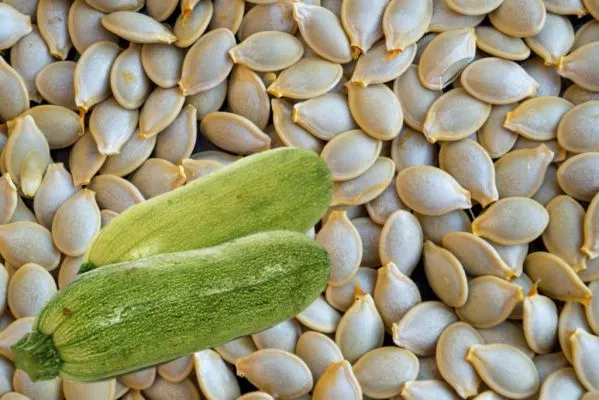 Как правильно подготовить семена кабачков к посадке: замачивание, проращивание. Как прорастить семена кабачков. 2