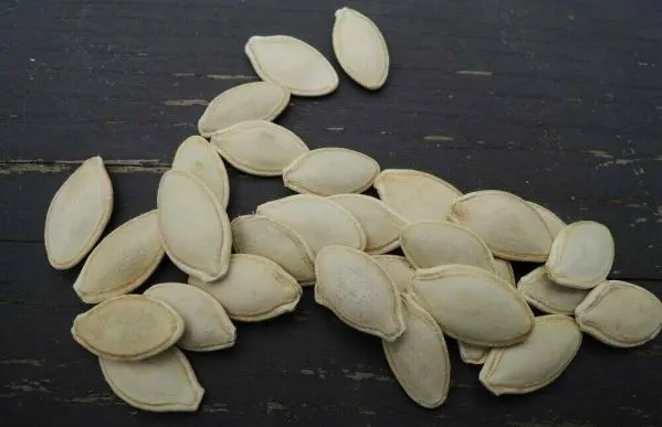 Как правильно подготовить семена кабачков к посадке: замачивание, проращивание. Как прорастить семена кабачков. 5