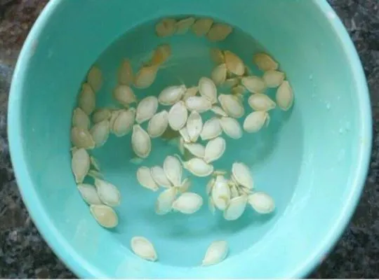 Как правильно подготовить семена кабачков к посадке: замачивание, проращивание. Как прорастить семена кабачков. 6