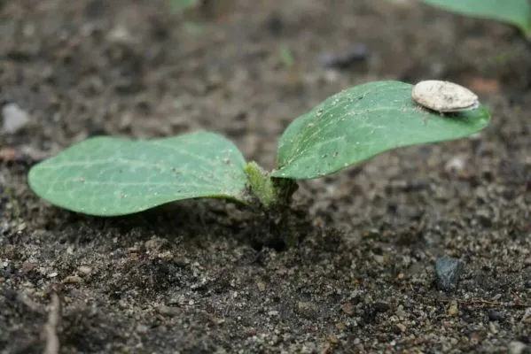 Как правильно подготовить семена кабачков к посадке: замачивание, проращивание. Как прорастить семена кабачков. 3
