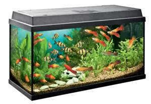 Какой нужен аквариум для аквариумных рыбок
