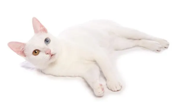 Белая кошка као мани лежит на боку