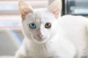 Као-Мани: описание породы кошек, стандарты, содержание дома. Као мани кошка. 2