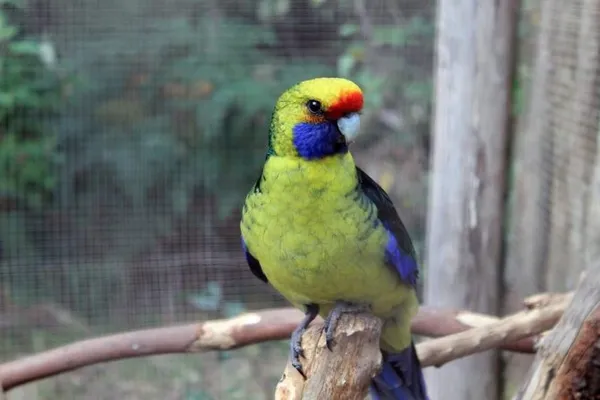 Красочный радужный волнистый попугай. Радужный волнистый попугай. 2
