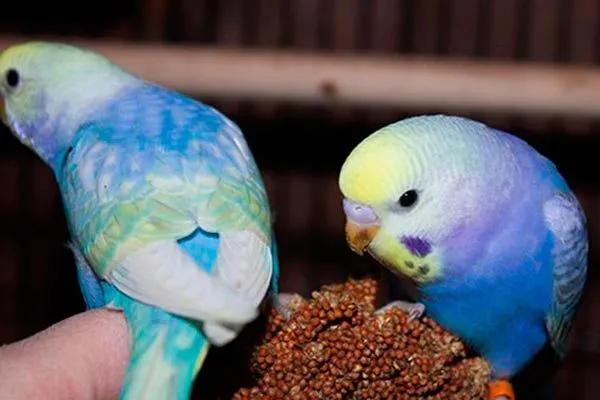 радужные волнистые попугаи