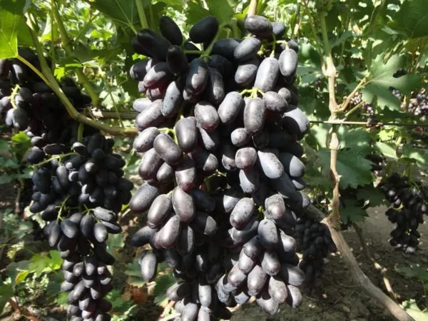 Крупные кисти винограда с темно-синими плодами удлиненной формы