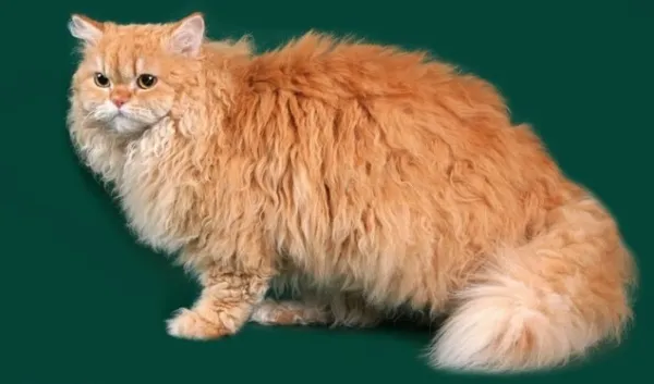история происхождения кошек породы Селкирк Рекс