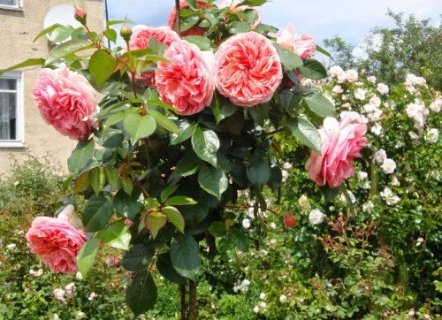 Штамбовые розы в саду