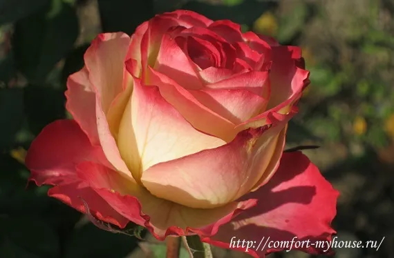 Сорт розы испанский танец. Роза испанский танец. 2