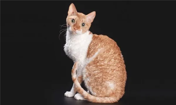 ТОП-6 пород кошек с кудрявой шерстью. Кудрявый кот порода. 8