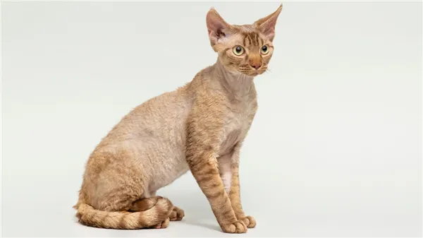 Порода кошек Девон-рекс, фото