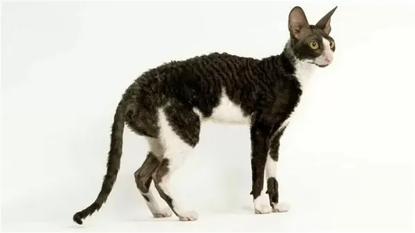 Порода кошек Корниш-рекс черно-белая, фото