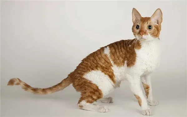 ТОП-6 пород кошек с кудрявой шерстью. Кудрявый кот порода. 11