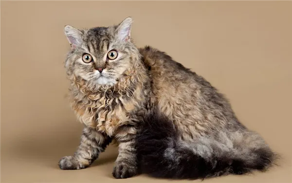 ТОП-6 пород кошек с кудрявой шерстью. Кудрявый кот порода. 6