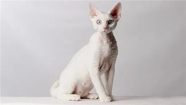 Порода кошек Орегон-рекс, фото