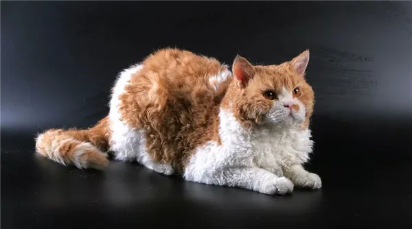 ТОП-6 пород кошек с кудрявой шерстью. Кудрявый кот порода. 4