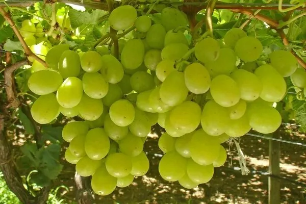 столетие виноград описание