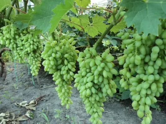 Первый урожай на трёхлетнем кусте винограда сорта Столетие