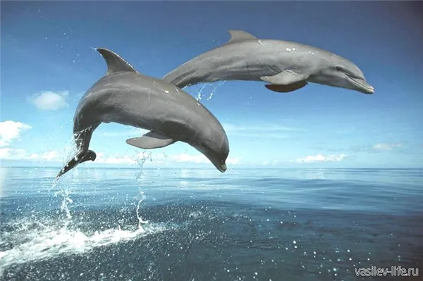 Дельфины Афалина