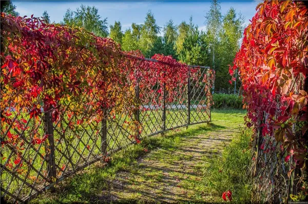 Как сажать девичий (дикий) виноград для живой изгороди и вдоль забора. Дикий виноград на заборе. 5