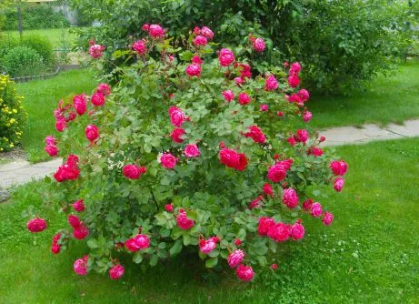 Как вырастить розу из букета в домашних условиях: пошаговая инструкция. Как укоренить розу. 11