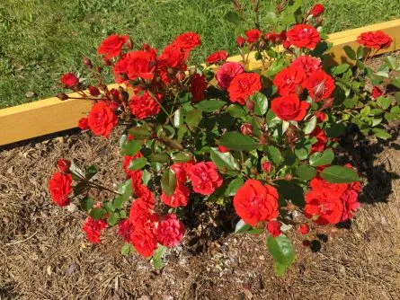 Как вырастить розу из букета в домашних условиях: пошаговая инструкция. Как укоренить розу. 7