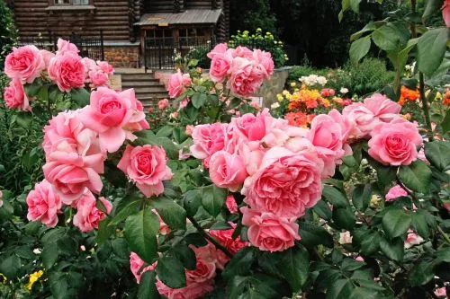 Как вырастить розу из букета в домашних условиях: пошаговая инструкция. Как укоренить розу. 9