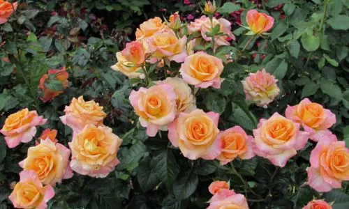 Как вырастить розу из букета в домашних условиях: пошаговая инструкция. Как укоренить розу. 10