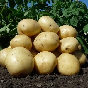 Среднеспелый неприхотливый сорт картофеля 