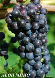 Леон Мийо – сорт винограда. Виноград леон мийо. 2