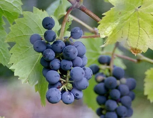 Мир винограда - Сайт для виноградарей и виноделов