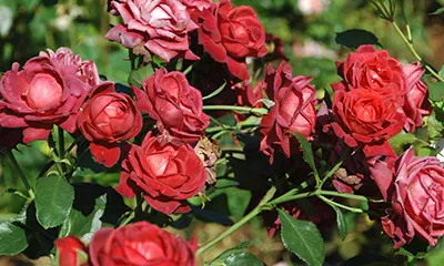 Цветение розы Брауни