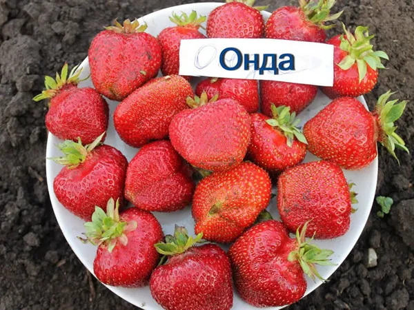 Крупные ягоды клубники сорт Онда