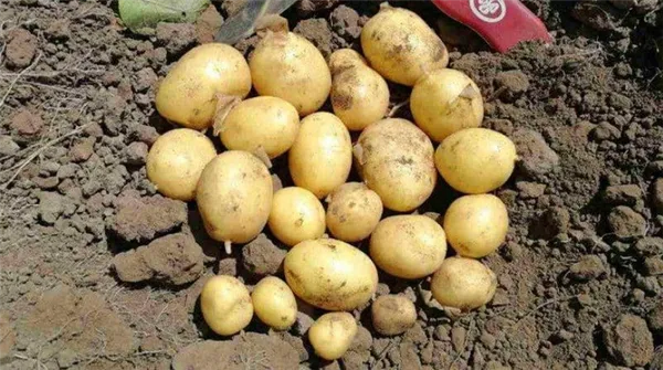 Высокоурожайный сорт картофеля с отменным вкусом 
