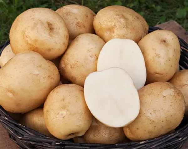 Сорт картошки Сынок — как сажать и убирать, сроки созревания. Картофель сынок описание. 4