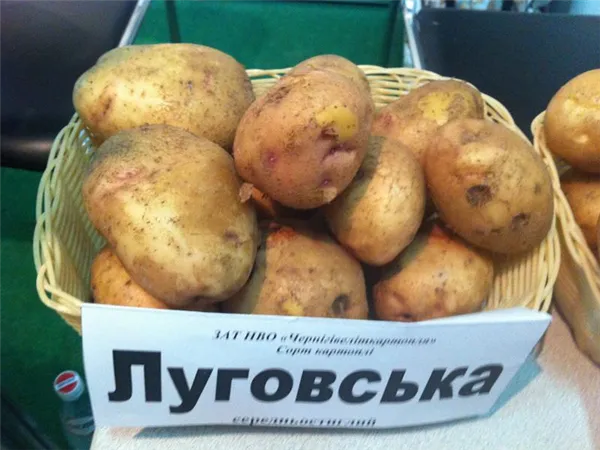 картофель луговской