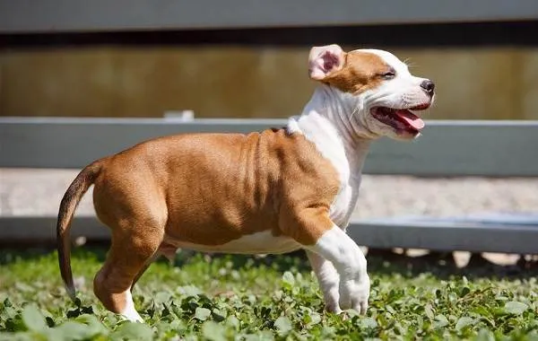 Американский-стаффордширский-терьер-собака-Описание-особенности-уход-и-цена-породы-16