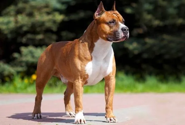 Американский-стаффордширский-терьер-собака-Описание-особенности-уход-и-цена-породы-2
