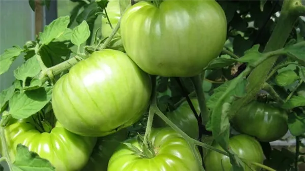 Непростой в уходе, но невероятно урожайный сорт отечественной селекции - томат 