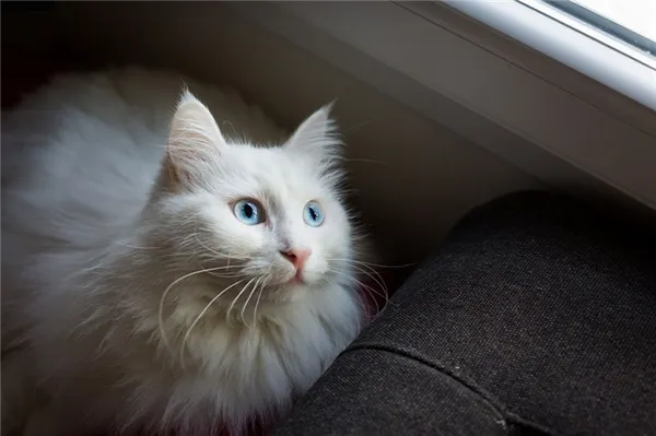 Турецкая ангорская кошка голубые глаза.jpg