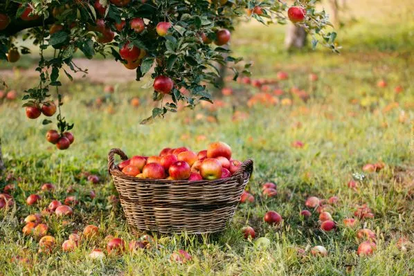 Чем подкормить яблони и груши весной, летом и осенью. Чем подкормить яблоню. 3