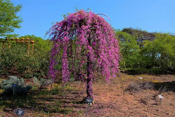 Иудино дерево: описание и выращивание иудино дерево фото. Иудино дерево фото. 7