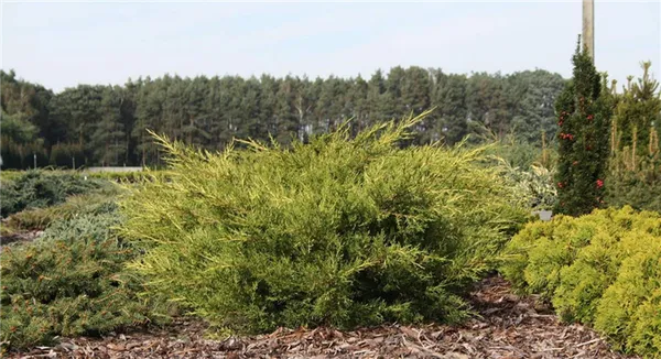 Juniperus chinensis Kuriwao Gold