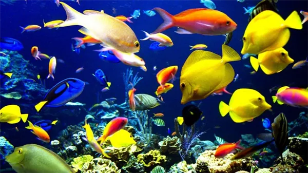 Обитатели аквариума – если не рыбки, то кто? Поговорим о тритонах и аксолотлях. Кто живет в воде. 52