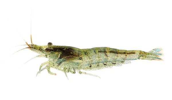 Креветка Неокаридина (Neocaridina heteropoda), фото ракообразные картинка