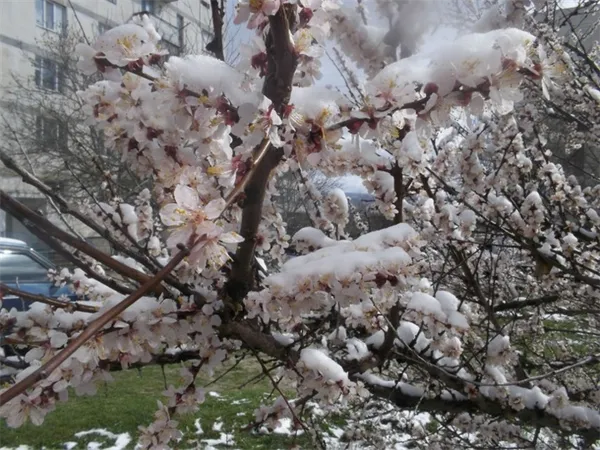 Аномально выпавший снег в апреле, когда цвели плодовые деревья, 2012 г.