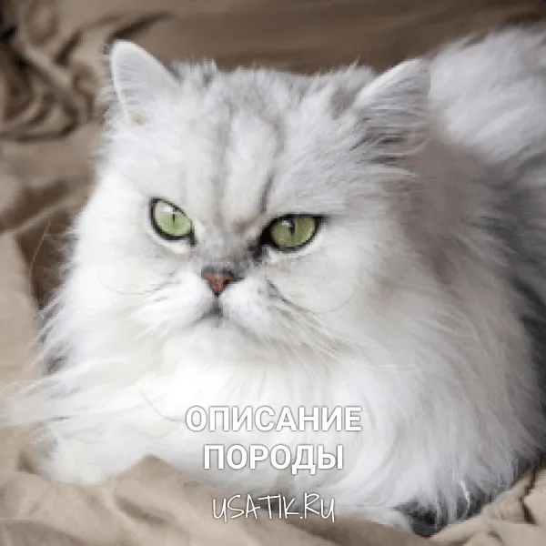 Персидская кошка - описание породы
