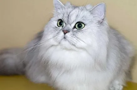 Классический тип кошки персидской породы